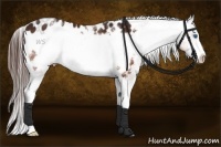 Horse Color:White Spotted Bay Sabino Frame Appaloosa