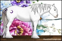 Horse Color:Buckskin Appaloosa 