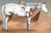 Horse Color:Liver Chestnut Sabino Splash 