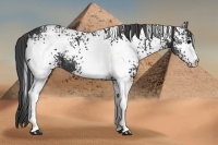 Horse Color:White Spotted Smoky Black 