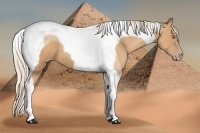 Horse Color:Silver Amber Champagne Tobiano