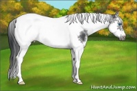 Horse Color:White Spotted Black Splash Tobiano Frame