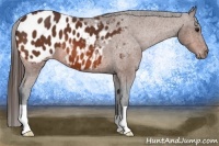 Horse Color:Bay Blanket 