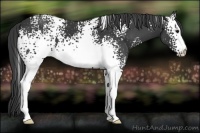 Horse Color:White Spotted Black