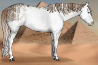 Horse Color:White Spotted Liver Red Dun Splash Rabicano