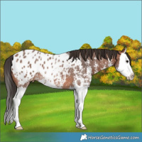 Horse Color:Brown Sabino Splash Appaloosa