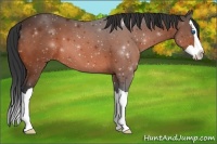 Horse Color:Bay Splash 