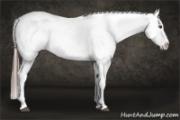 Horse Color:Liver Red Dun Sabino Appaloosa