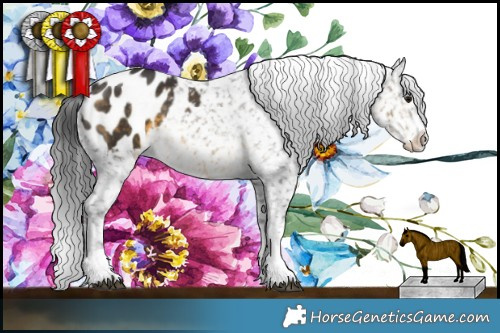 Horse Color:Buckskin Appaloosa  Brindle