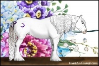 Horse Color:Buckskin Appaloosa  Brindle