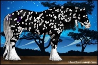 Horse Color:Brown Ice Appaloosa Rabicano