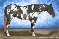 Horse Color:White Spotted Liver Chestnut 