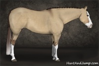 Horse Color:Liver Red Dun Sabino Splash 