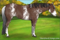 Horse Color:White Spotted Bay 