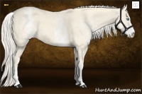 Horse Color:White Spotted Cremello 