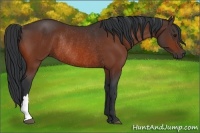 Horse Color:Bay Rabicano 