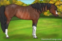 Horse Color:Bay Rabicano 