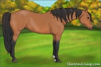 Horse Color:Bay Rabicano