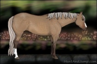 Horse Color:Silver Bay Dun 