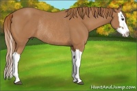 Horse Color:Chestnut Splash Rabicano