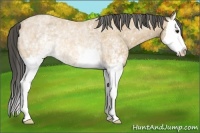 Horse Color:White Spotted Buckskin Roan Splash Rabicano