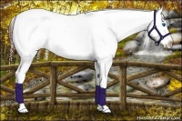 Horse Color:Black Tobiano Frame Appaloosa