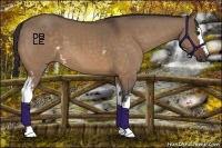 Horse Color:White Spotted Bay Dun 