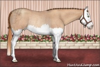 Horse Color:Gold Champagne Roan Splash Rabicano