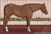 Horse Color:Chestnut 