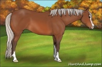 Horse Color:Silver Bay Sabino 