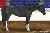Horse Color:Black 