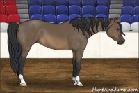 Horse Color:Brown Dun 