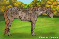 Horse Color:Chestnut Ice Pearl Sabino