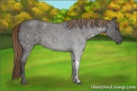 Horse Color:Liver Red Roan
