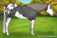 Horse Color:Liver Chestnut Splash Appaloosa 