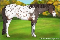 Horse Color:Brown Sabino Appaloosa Rabicano 