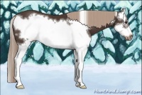 Horse Color:Liver Chestnut Sabino Splash Frame 