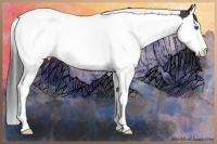Horse Color:Smoky Black Splash Tobiano Rabicano
