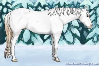 Horse Color:Buckskin Appaloosa Rabicano