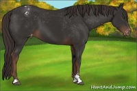 Horse Color:Liver Chestnut Sabino Appaloosa 