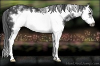 Horse Color:White Spotted Black Sabino Splash Frame Rabicano 