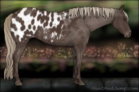 Horse Color:Liver Chestnut Appaloosa 