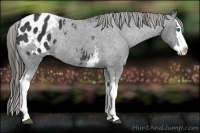 Horse Color:White Spotted Black Sabino Splash Appaloosa Rabicano