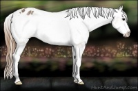 Horse Color:Buckskin Frame Appaloosa 