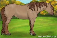 Horse Color:Red Dun