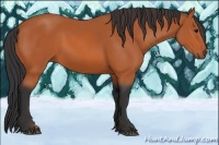 Horse Color:Bay Rabicano