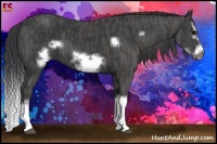 Horse Color:Black Splash Frame  Brindle