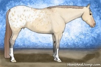 Horse Color:Bay Dun Blanket