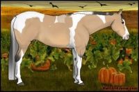 Horse Color:Buckskin Splash Tobiano 