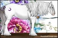 Horse Color:Brown Appaloosa Rabicano